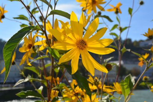 nature garden flowers