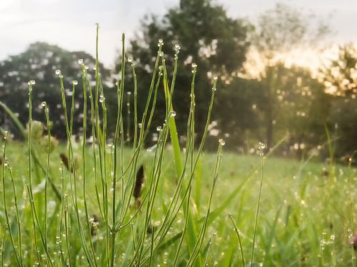 nature grasses dew