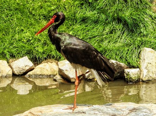 nature bird stork