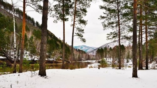 nature snow trees