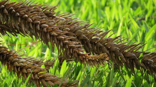 nature plants leaves