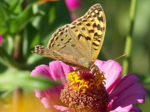 nature travel flower