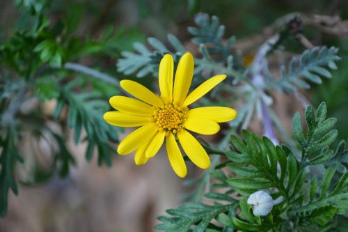 nature garden flowers