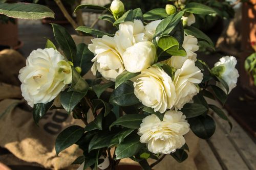 nature flowers roses