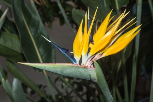 nature flower parrot beak