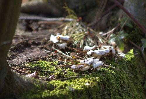 nature forest mushroom