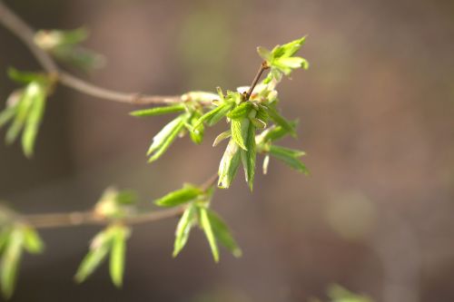 nature tree leaf