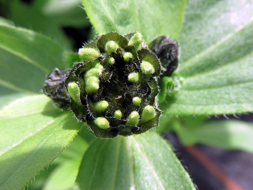 nature plant bud