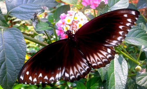 nature butterfly flower