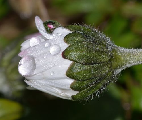 nature flower margaret