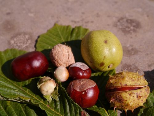 nature autumn tree fruit