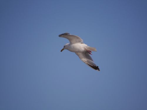 nature bird seagull