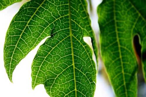 nature green leaf