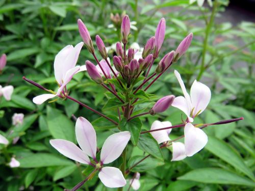 nature plant flower