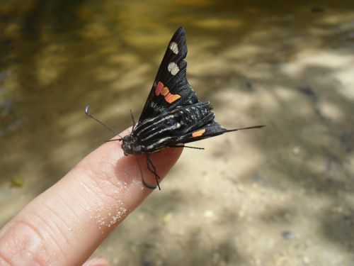 nature animals finger