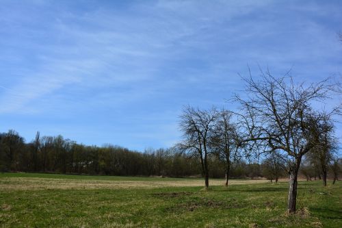 nature spring tree