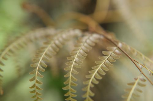 nature leaves tiny