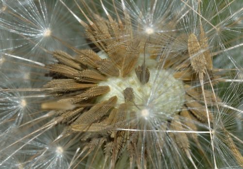 nature tarassacum seeds