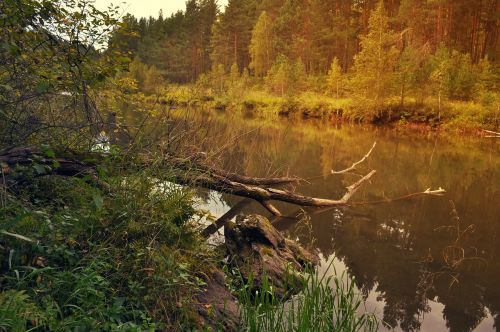 nature landscape trees