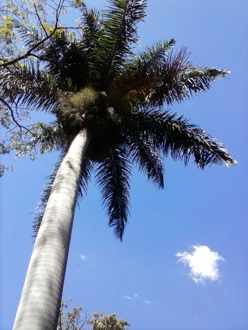 nature palma sky