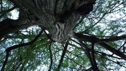 nature branch tree