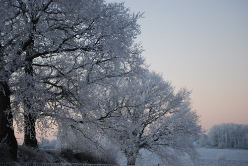 nature ice tree