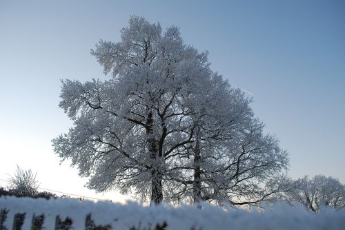 nature ice tree