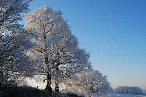 nature ice tree