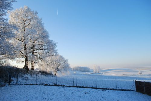 nature ice tree