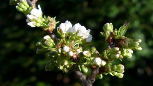 nature spring cherry blossom