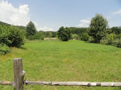 nature trees green