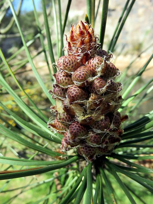 nature plant tree