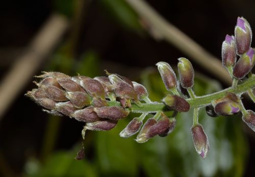 nature flowers wisteria
