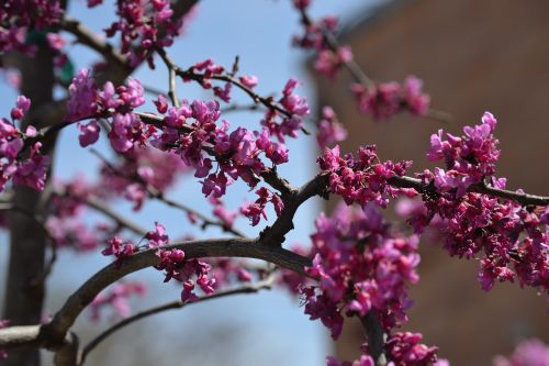 nature spring bloom