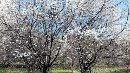 nature spring trees