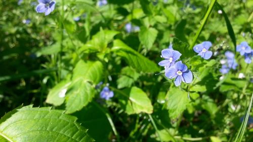 nature spring flowers