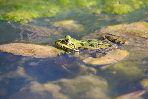 nature reptile frog