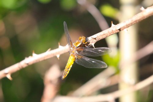 nature dragonfly sun