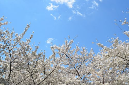 nature plant trees