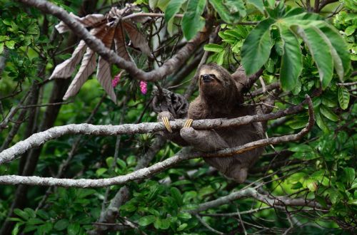 nature animal sloth
