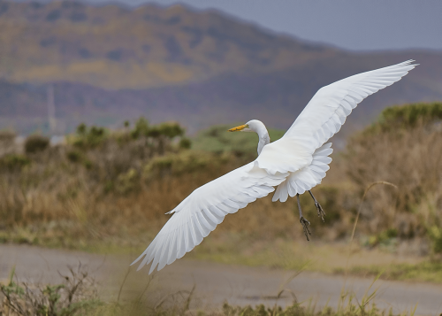 nature animal bird