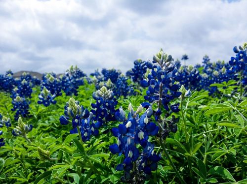 nature plant flower