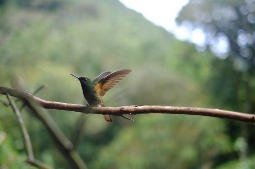 nature animal bird