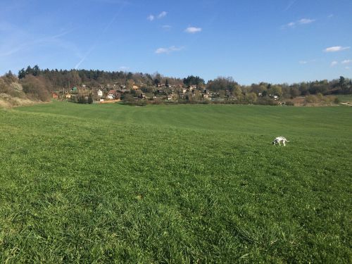 nature meadow grass