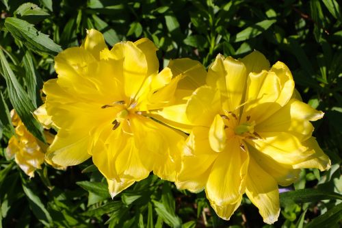 nature plant flowers