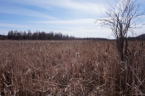 nature ottawa outdoor