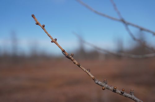 nature ottawa outdoor