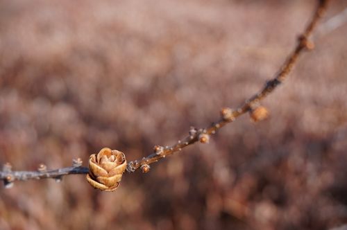 nature ottawa outdoor