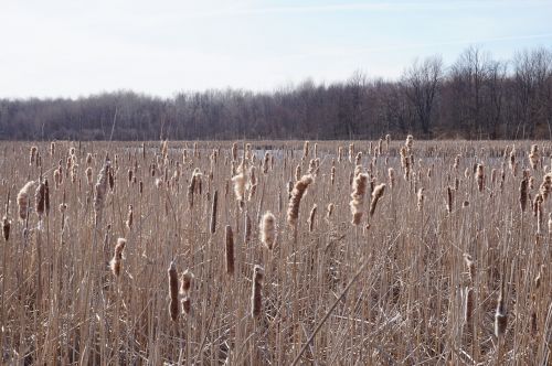 nature ottawa outdoor