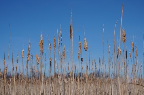 nature ottawa outdoor